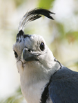 White-throated Magpie-Jay    Calocitta formosa